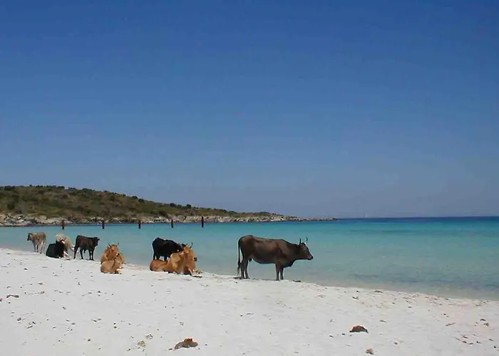 Albaria * Saint-Florent (Corsica)
