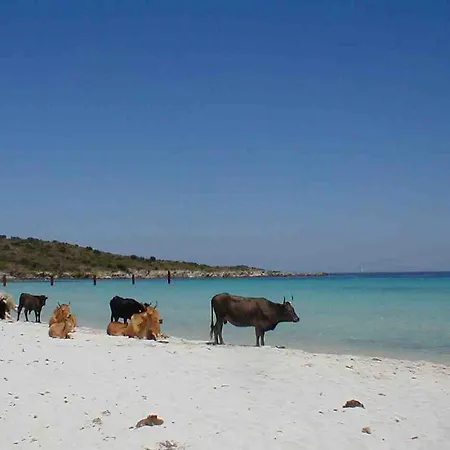 Albaria * Saint-Florent (Corsica)